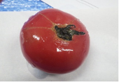 トマト.png